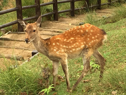 奈良のシカ、1000年以上前に祖先から分岐 独自の遺伝子型保持は手厚い