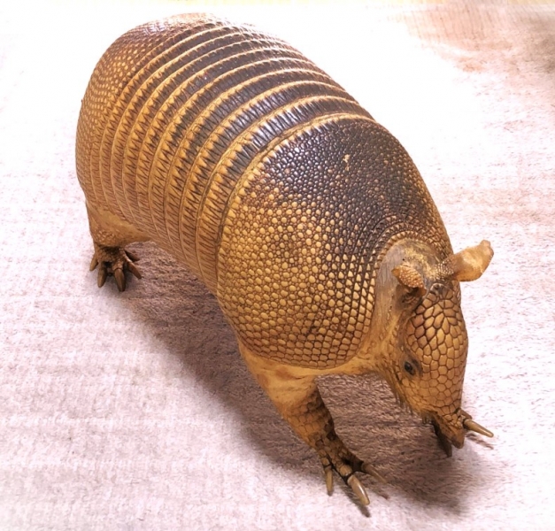 ココノオビアルマジロ剥製 】 合法品 完全体（一部修復） 木台付