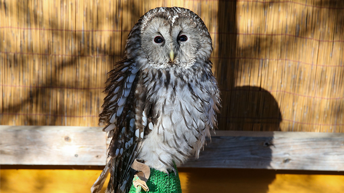 ホンドフクロウ | 野生の王国 群馬サファリパーク