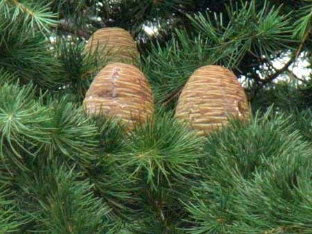 松ぼっくり？杉ぼっくり？【続・観察アルバム】: 東大和市の情報