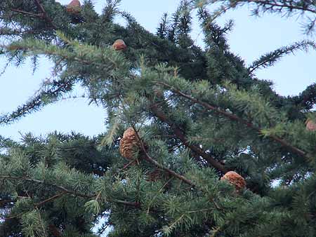 松ぼっくり？杉ぼっくり？【続・観察アルバム】: 東大和市の情報