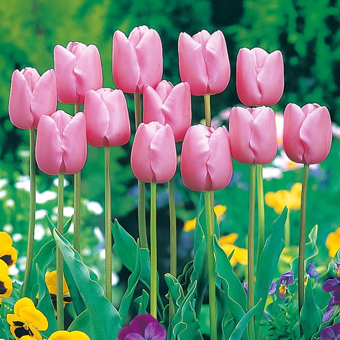 チューリップ 桃色種｜種（タネ）,球根,苗,資材,ガーデニンググッズの