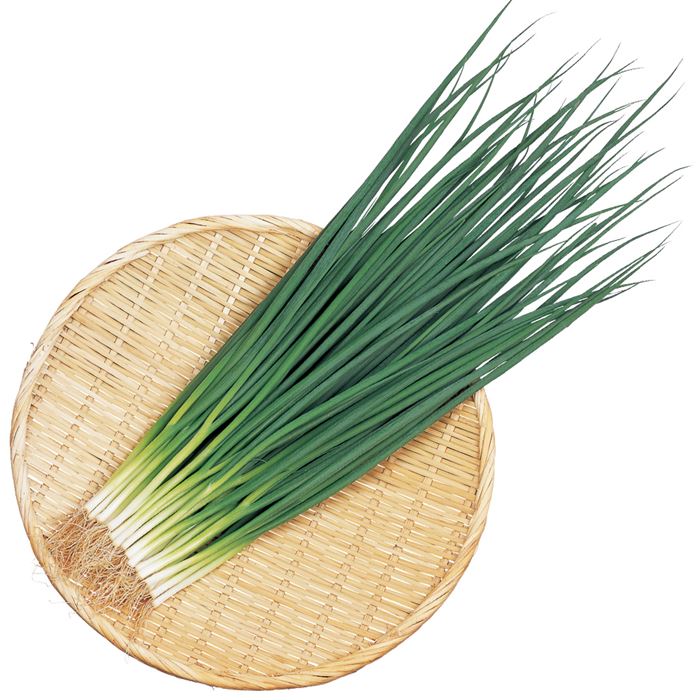 小ネギ 竹千代｜種（タネ）,球根,苗,資材,ガーデニンググッズの通販は