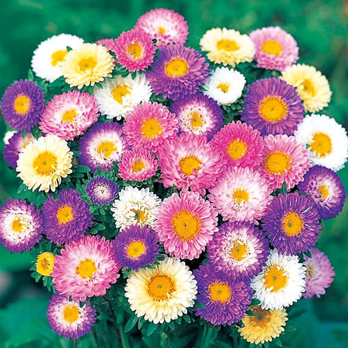 アスター 松本 パステル ミックス｜種（タネ）,球根,苗,資材