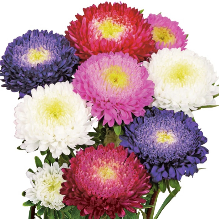 アスター あずみXL 混合｜種（タネ）,球根,苗,資材,ガーデニンググッズ