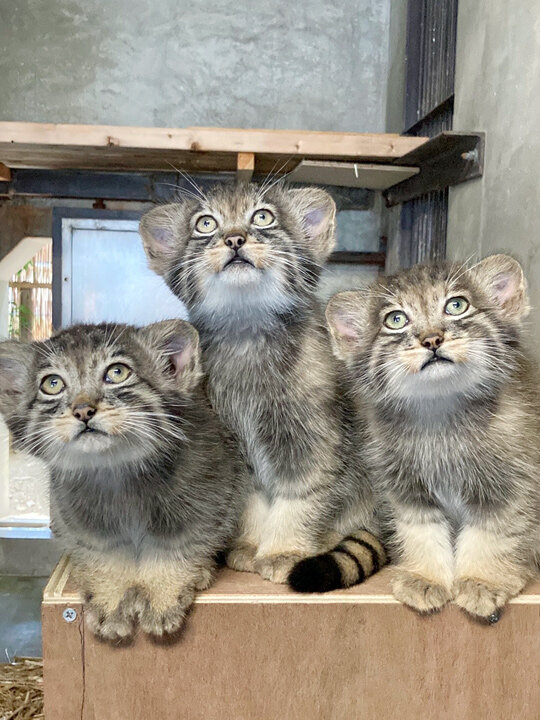 マヌルネコ | 東山動植物園 飼育第一グループ 堀場 桃美さん