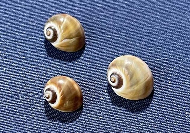 タマガイ科 アーカイブ | 由比ヶ浜貝殻図鑑