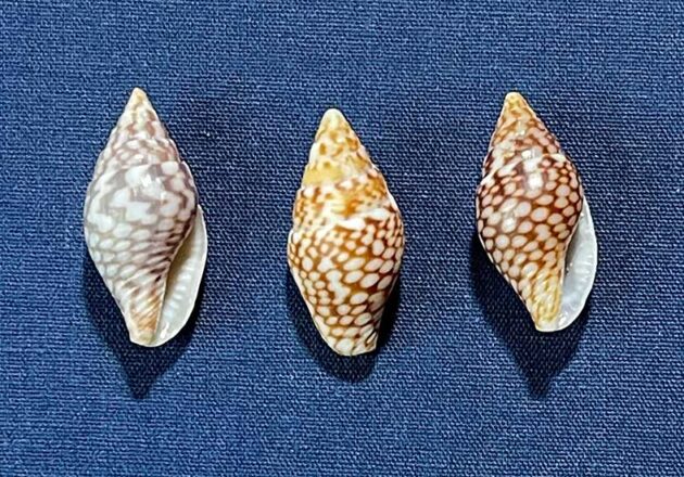 フトコロガイ科 アーカイブ | 由比ヶ浜貝殻図鑑