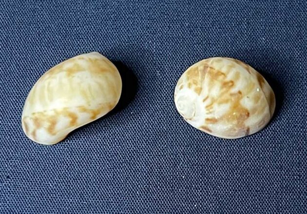 タマガイ科 アーカイブ | 由比ヶ浜貝殻図鑑