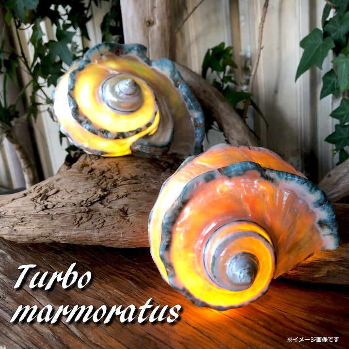 沖縄県宮古島産 天然夜光貝【研磨加工済】13BU - SCIENCE FACTORY ltd.