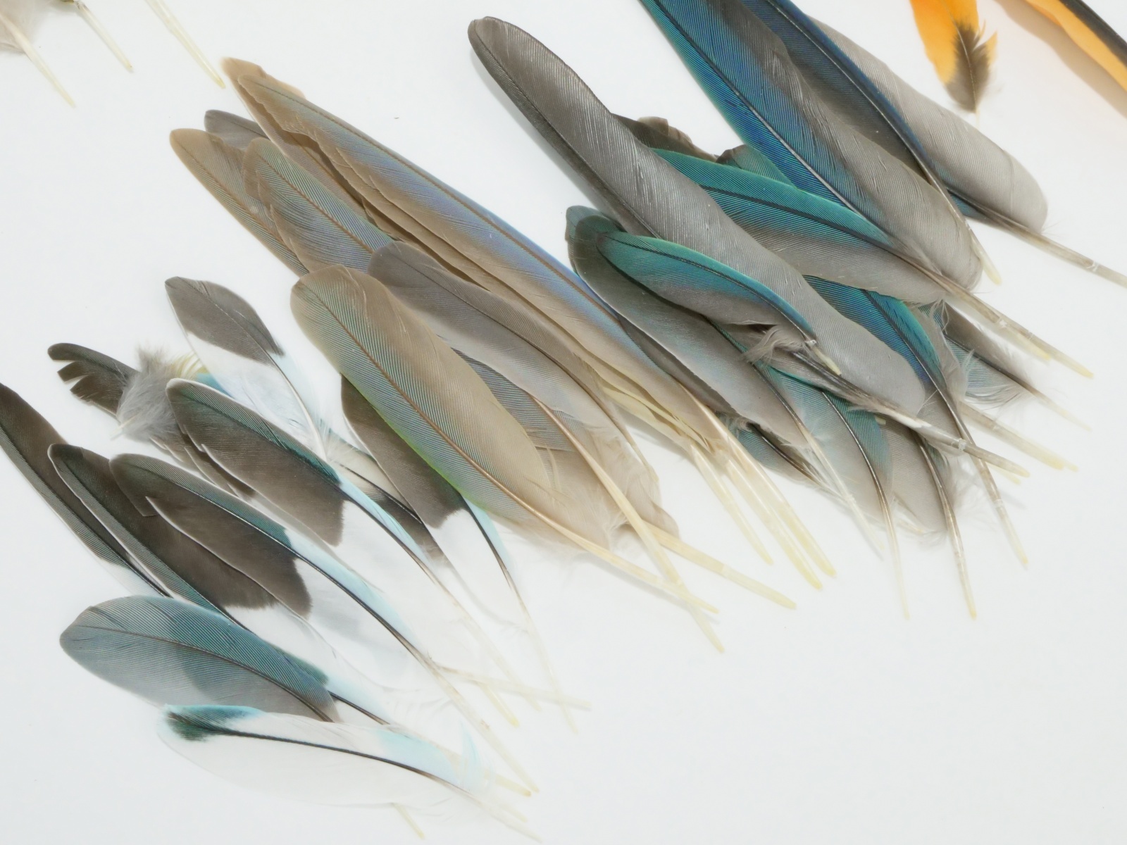 ☆小鳥の羽MIX/100本セット