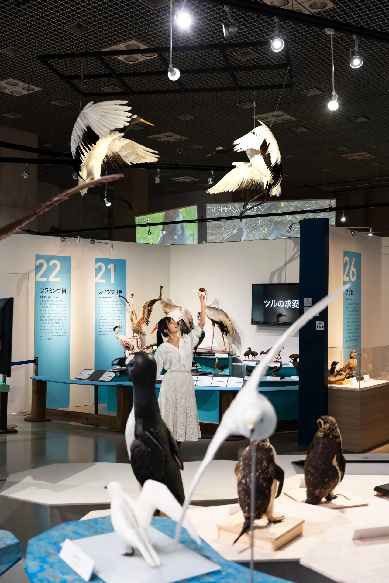 600点以上の鳥標本が大集結！科博初「鳥」がテーマの特別展【国立科学