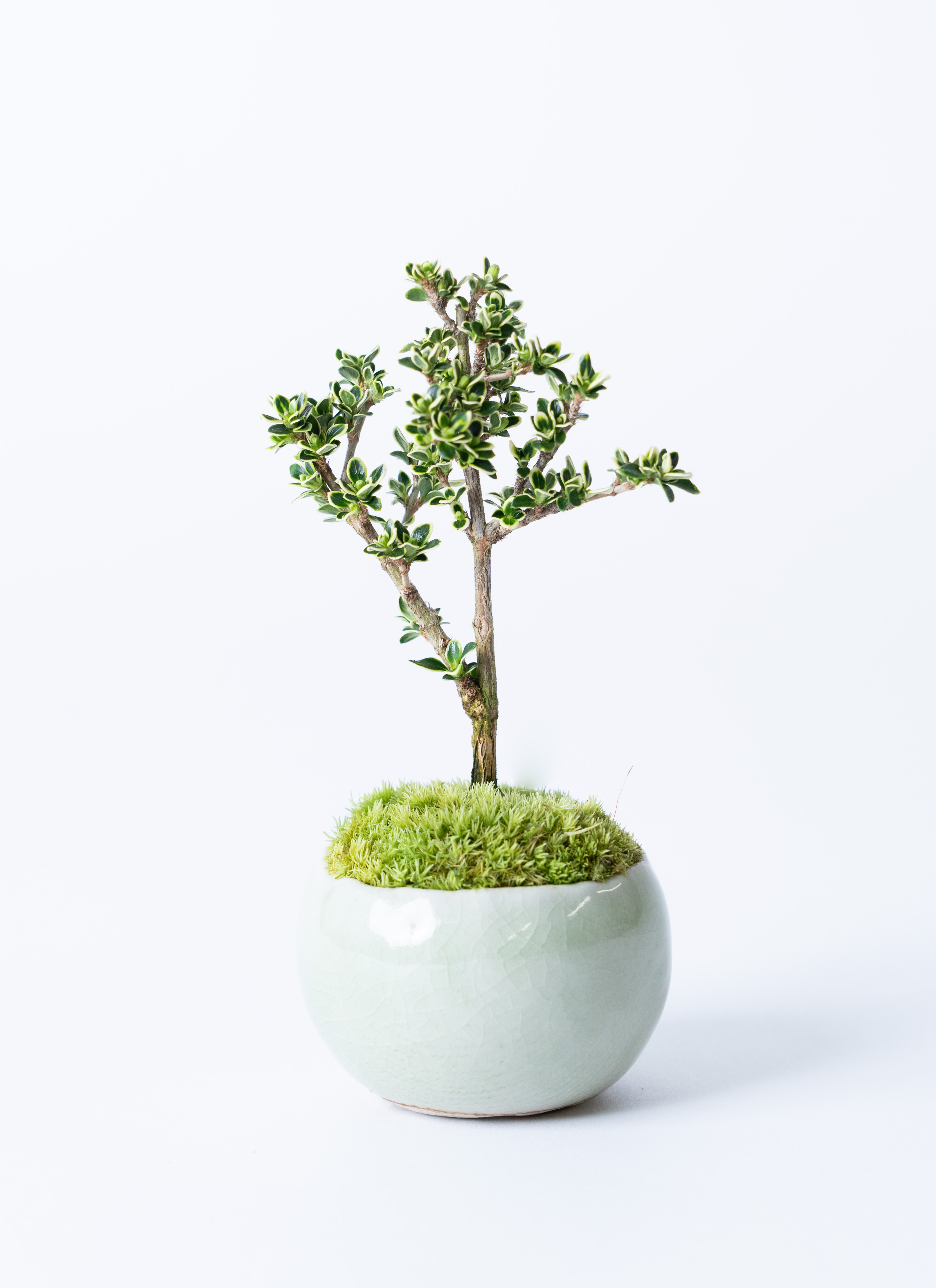 産地直送 白鳥花 Mサイズ 鉢色 若草（受け皿セット）／山形 石木花から