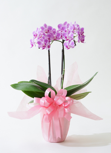 ミニ胡蝶蘭 ピンク 2本立ち テーブルタイプ | 胡蝶蘭ならHitoHana(ひと