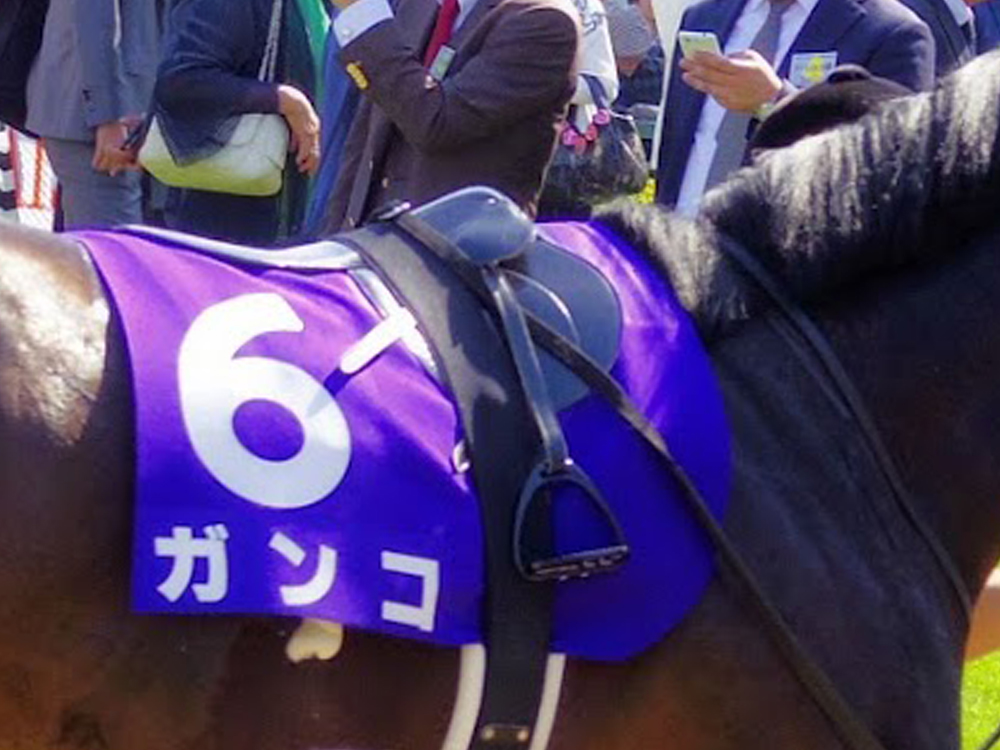 鞍の種類いろいろ | Pacalla（パカラ）