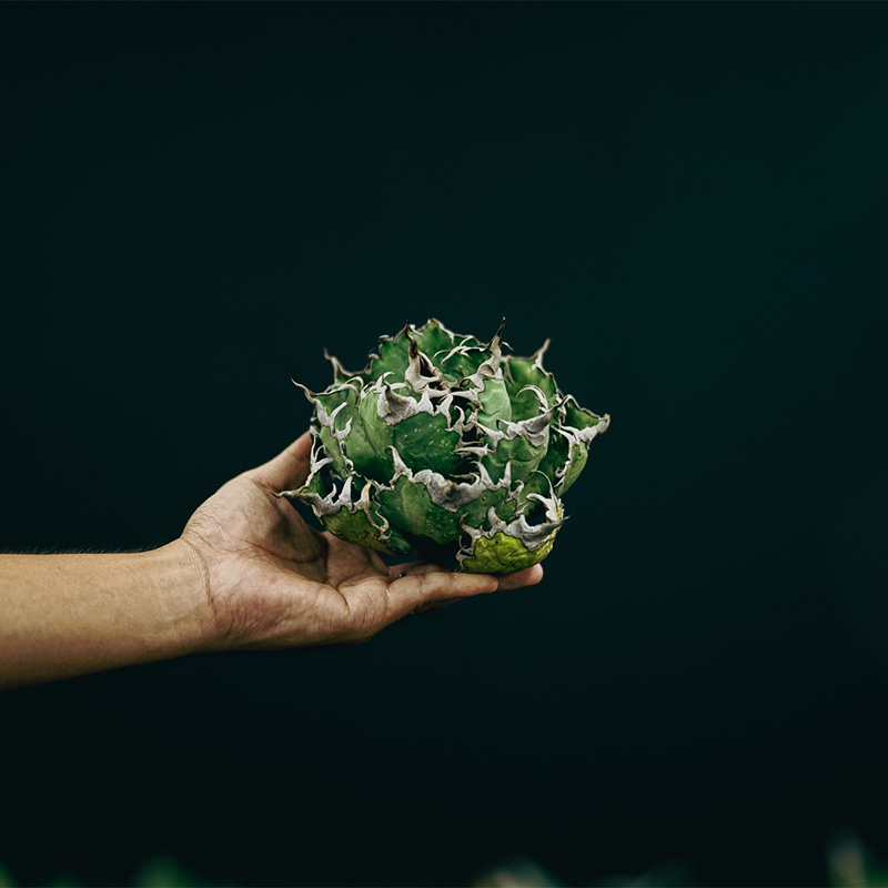 KOBE AGAVE SHOP （神戸アガベショップ） - SMASELL Sustainable Commune