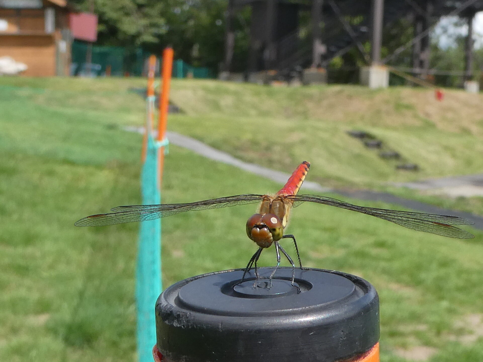 トンボが逆立ちする理由は？ – 【公式】草津温泉 草津スカイランド