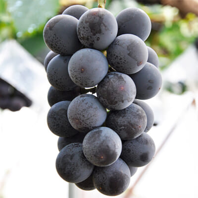 新潟直送計画】新潟県産 巨峰（種なし） – ヤマヨ果樹園（Le Verger