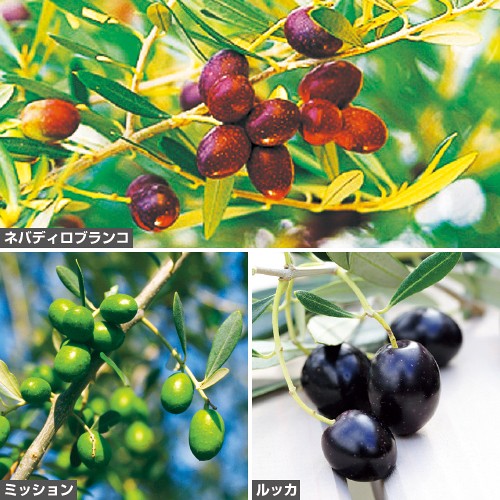 オリーブ3種 セット| 種・苗・ガーデニング用品の【タキイネット通販】