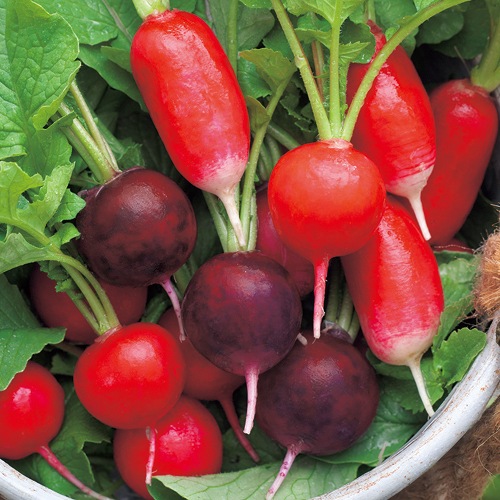 733-ADA600.jpg?202602031613