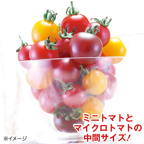 ミニトマト・プチポン苗3色 セット（5月B）| 種・苗・ガーデニング用品