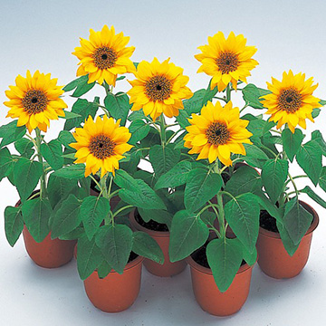 矮性ひまわり・パチノゴールド| 種・苗・ガーデニング用品の【タキイ