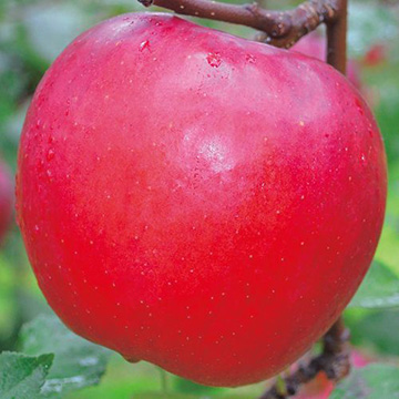 リンゴ・いわせっ娘| 種・苗・ガーデニング用品の【タキイネット通販】