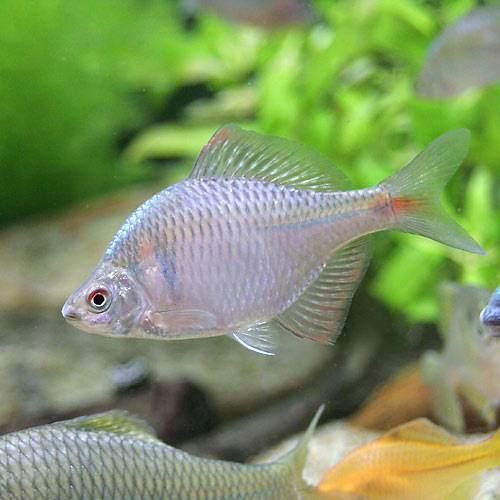 楽天市場】（淡水魚）タイリクバラタナゴ 2〜4cm（10匹
