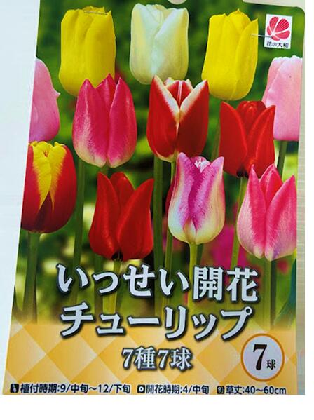 楽天市場】チューリップ グリーンランド 一重咲き22球パック