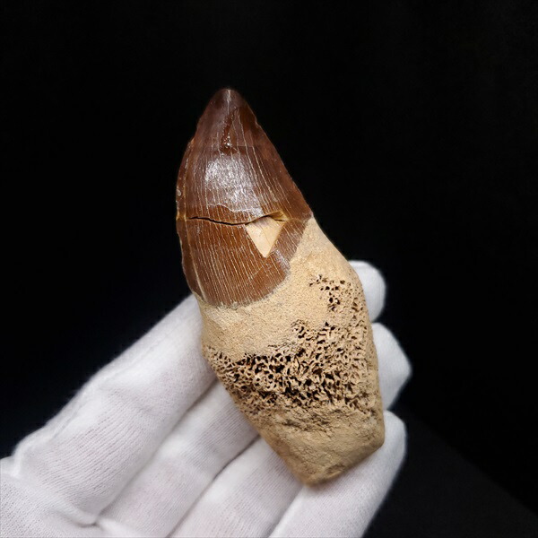 楽天市場】【送料無料】【モササウルス/化石/歯/恐竜】 歯根付き