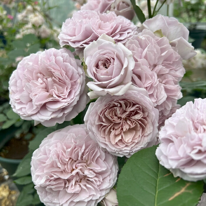 楽天市場】予約販売 バラ苗 バラ大苗 タンタウ ドルンブルガーシュロス