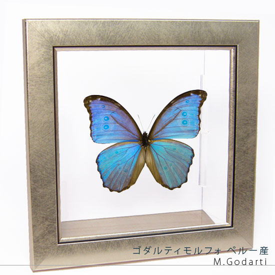 楽天市場】昆虫標本 蝶の標本 アドニスモルフォ メタリック調ライト