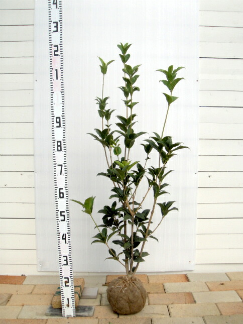 四季咲き金木犀（キンモクセイ） 根巻き苗 : 苗木部 花ひろば