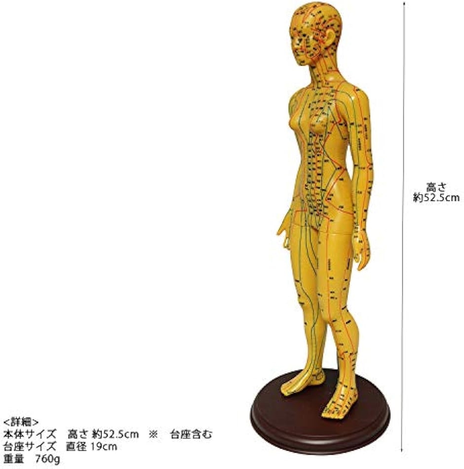 人体模型 ツボ 針灸 鍼灸経穴模型 経絡 モデル 整体 マッサージ 学習用