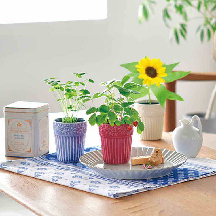 栽培キット ワイルドストロベリー ミニヒマワリ 四つ葉のクローバー 聖