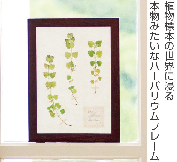 アートフレーム HERBARIUM ART FRAME カキドオシ×Brown （ ハー