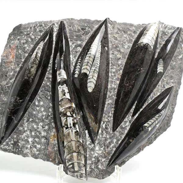 オルソセラス 直角貝 化石 プレート（約1755g）スタンド付き モロッコ