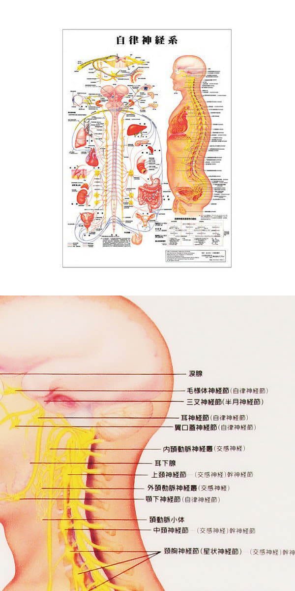 自律神経系 デスクサイズプラスチック版 ( ポスター ） 人体チャート