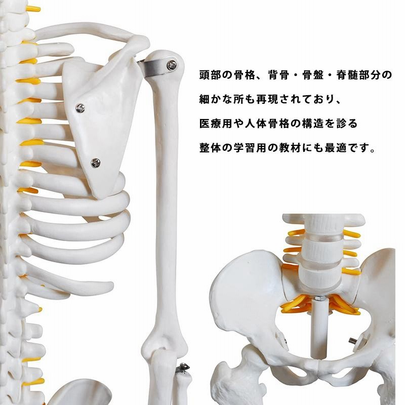 ドイツソムソ社製の脊椎（脊柱）骨格模型 日本カイロプラクティック