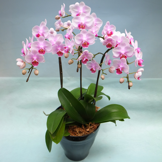 椎名洋ラン園 / ランラン 6号3本立ち