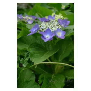 サファリカラー D-LUX 4 (2009・Safari) – Shige's hobby