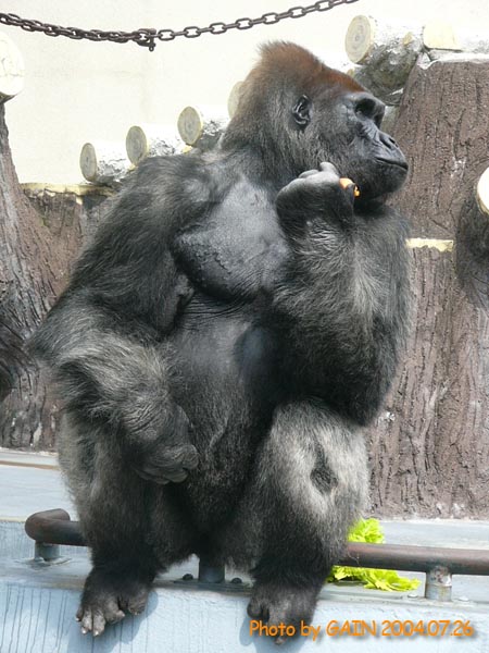 GAIN [Great Ape Information Network]