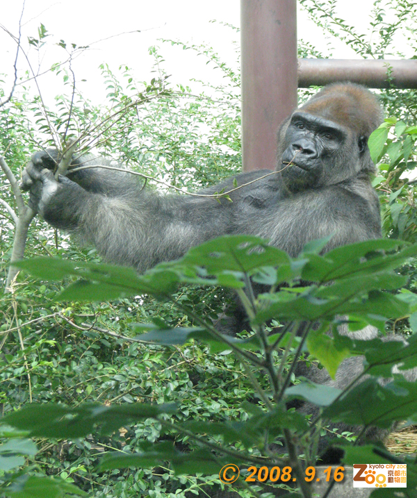 GAIN [Great Ape Information Network]