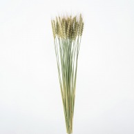 ドライフラワーの通販ならシモジマ【公式】