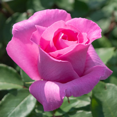 濃いピンク | 篠宮バラ園