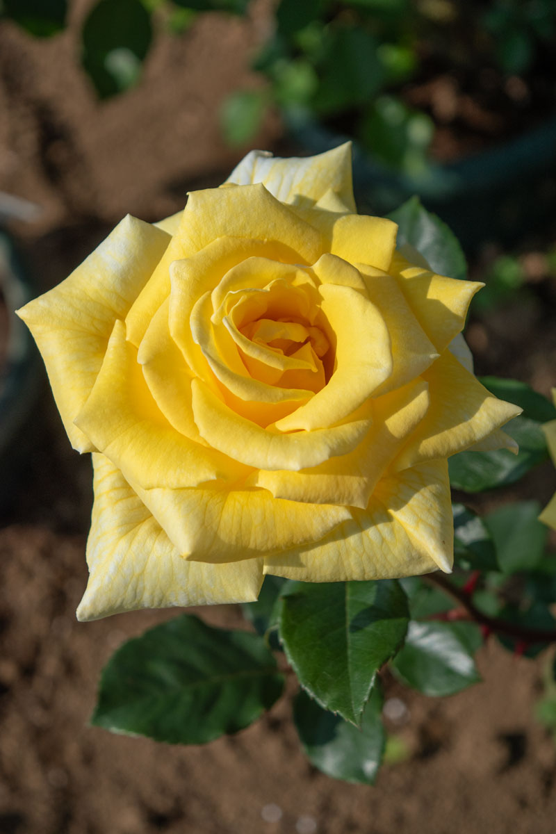 ゴールデンラプチャー｜バラ苗の通販の篠宮バラ園