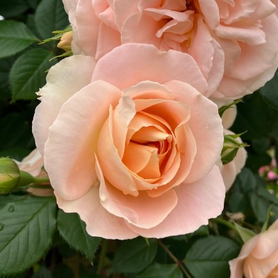 ピンク サクリーナ｜バラ苗の通販の篠宮バラ園