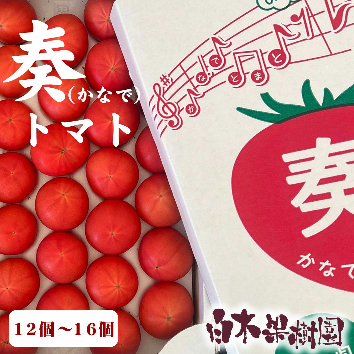 奏トマト約800g【クール送料込】 | 白木果樹園