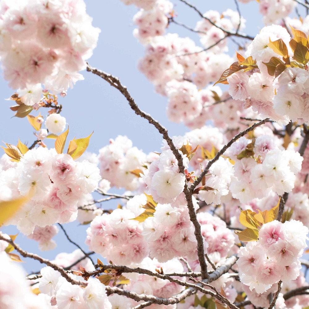 SHIRO STAFF コラム vol.29＞「さくら咲け」の願いと共にある香り