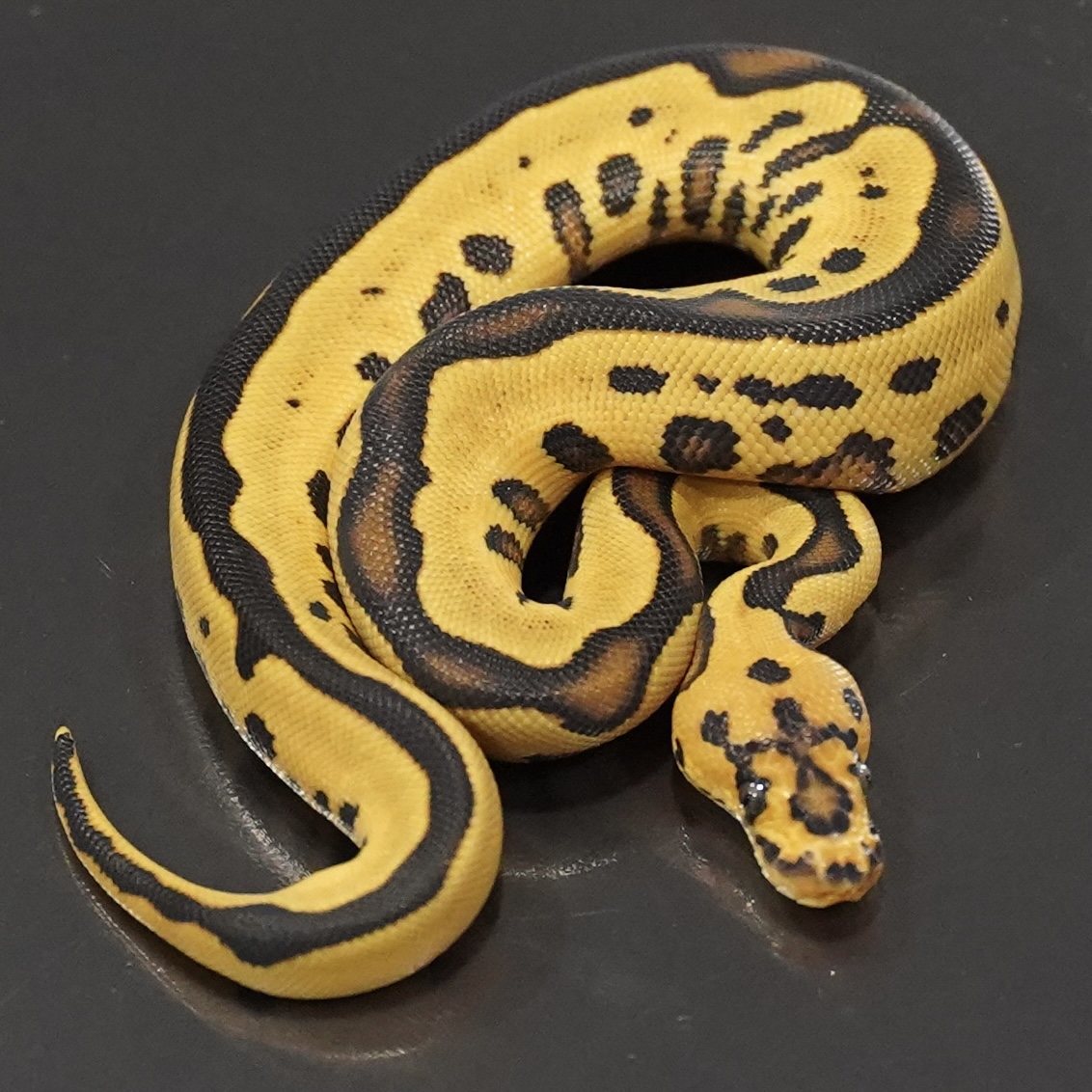 Leopard / レオパード ｜ Side-B Collection | 千葉のボールパイソン専門店